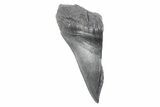 Partial Fossil Megalodon Tooth - Serrated Edge #332333-1